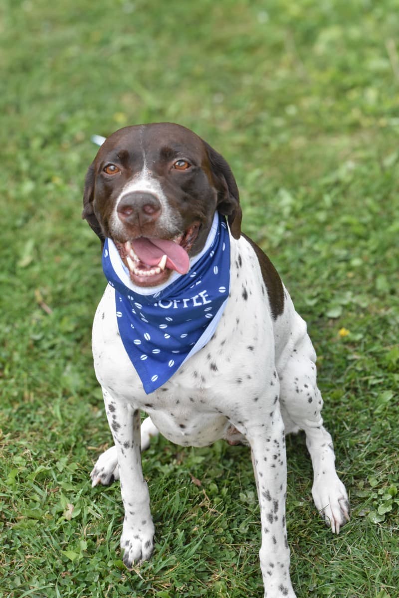 BlueNose Bandanas (alternate view)