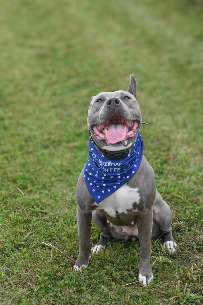 BlueNose Bandanas